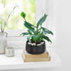 Gift Peaceful Greens