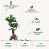 Shop Peaceful Mother's Day Bonsai Plant