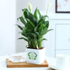 Buy Peacelily Plant With Self-Watering Planter