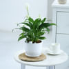 Gift Peacelily Plant With White Planter And Plate