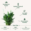 Shop Peacelily Plant With White Planter And Plate