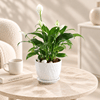 Shop Peacelily Plant With White Planter And Plate