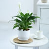 Gift Peacelily Plant With White Planter And Plate