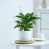 Peacelily Plant With White Planter And Plate Online
