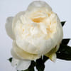 Peonies Bowl of Cream (Bunch of 10) Online