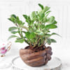 Gift Peperomia Plant with Hand Designer Ceramic Planter