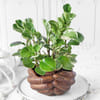 Buy Peperomia Plant with Hand Designer Ceramic Planter