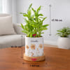 Gift Personalized Bamboo Plant for Good Luck