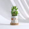 Shop Personalized Bamboo Plant for Good Luck