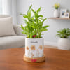 Personalized Bamboo Plant for Good Luck