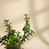 Shop Personalized Blooming with Bappa Jade Plant