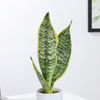 Shop Personalized Ceramic Dog Planter With Snake Plant