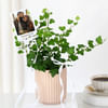 Shop Personalized Chic Ivy Keepsake Planter