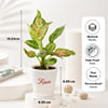 Gift Personalized Diwali Frame & Plant Set