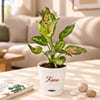 Shop Personalized Diwali Frame & Plant Set