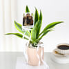 Buy Personalized Dracaena And Fridge Magnet Combo