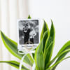 Gift Personalized Dracaena Lime With Fridge Magnet Combo