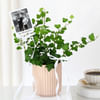 Shop Personalized English Ivy And Fridge Magnet Combo