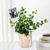 Personalized English Ivy And Fridge Magnet Combo Online