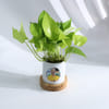 Shop Personalized Father's Day Money Plant With Ceramic Planter