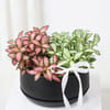 Shop Personalized Fittonia Oasis And Fridge Magnet Combo