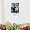 Gift Personalized Fittonia Trio And Fridge Magnet Combo
