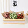 Shop Personalized Fittonia Trio And Fridge Magnet Combo