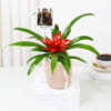 Buy Personalized Fridge Magnet And Striking Red Guzmania Planter