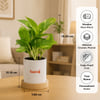 Shop Personalized Ganesha Grace Plant and Frame Gift Combo