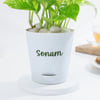 Buy Personalized Ganpati's Garden Money Plant