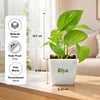 Gift Personalized Goddess Energy Money Plant