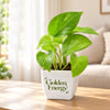 Buy Personalized Goddess Energy Money Plant