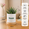 Gift Personalized Good Karma Zebra Succulent