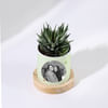 Shop Personalized Lucky Vibes - Haworthia Succulent With Planter For Mom
