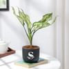 Gift Personalized Midnight Clay Pot With Aglaonema Plant