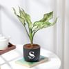Buy Personalized Midnight Clay Pot With Aglaonema Plant