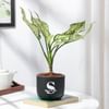 Personalized Midnight Clay Pot With Aglaonema Plant Online