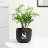 Personalized Midnight Clay Pot With Chamaedorea Palm Plant Online