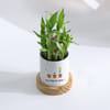 Shop Personalized Mother's Day Lucky Bamboo Plant