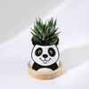 Personalized Panda Ceramic Planter With Haworthia Plant Online