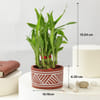 Gift Personalized Plant Frame and Bamboo Plant Combo