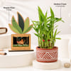 Shop Personalized Plant Frame and Bamboo Plant Combo