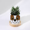 Buy Personalized Puppy Ceramic Planter With Haworthia Plant