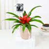 Buy Personalized Red Guzmania Plant And Fridge Magnet Combo