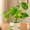 Shop Personalized Thriving Together Money Plant