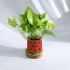 Shop Personalized Watermelon Planter With Money Plant