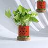 Personalized Watermelon Planter With Money Plant Online