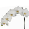 Phalaenopsis Anthura Beijing (per Stem) Online