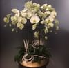 Phalaenopsis in ceramic vase