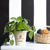 Philodendron Brasil Plant Customized with logo and Name Online